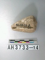 藏品(螺殼)的圖片